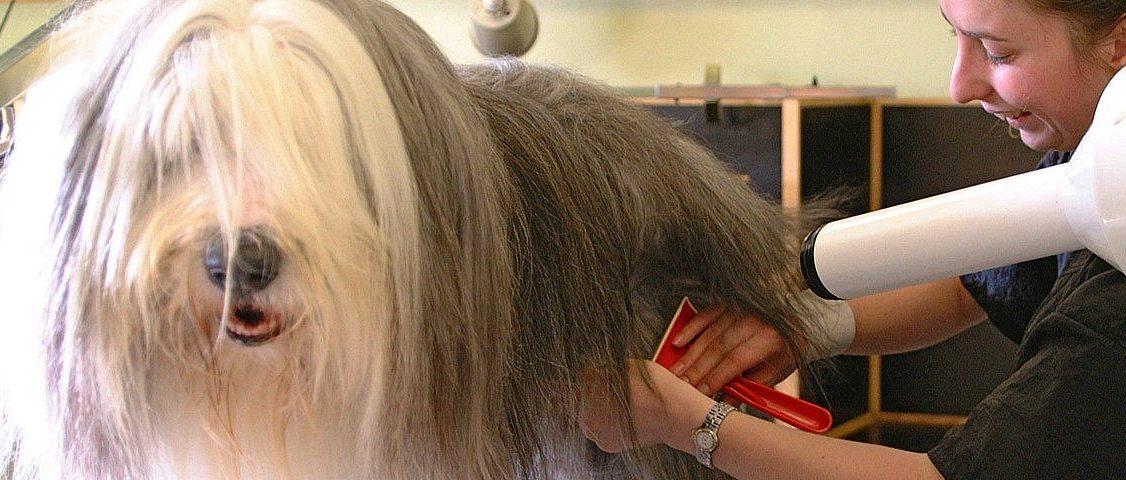 Pawfection offer a wide range of dog grooming services at Derrings Kennels