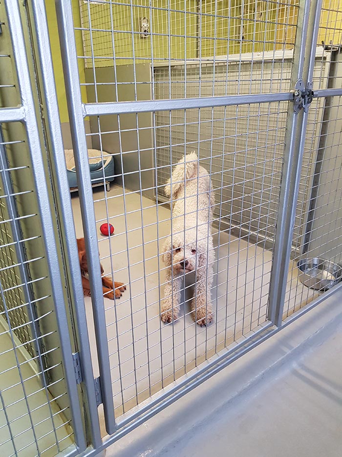 Our kennels are a secure place for you dog to stay
